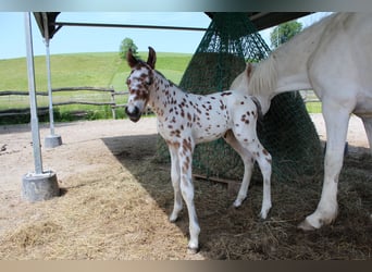 Knabstrupper, Hengst, , 157 cm, Appaloosa