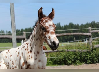 Knabstrupper, Hengst, , 157 cm, Appaloosa