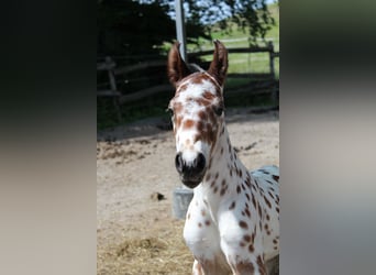 Knabstrupper, Hengst, , 157 cm, Appaloosa