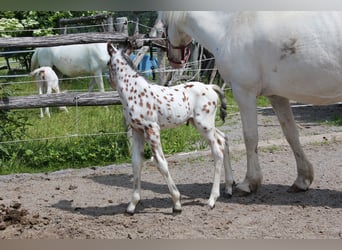 Knabstrupper, Hengst, , 157 cm, Appaloosa