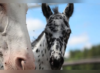 Knabstrupper, Hengst, veulen (07/2024), 157 cm, Appaloosa