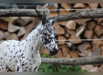 Knabstrupper, Hengst, veulen (07/2024), 157 cm, Appaloosa