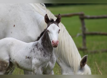 Knabstrupper, Hengst, veulen (06/2024), 157 cm, Appaloosa