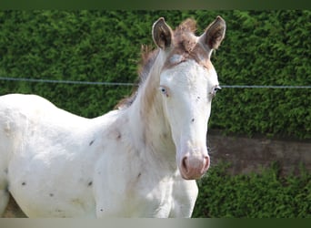 Knabstrupper, Hengst, veulen (06/2024), 157 cm, Appaloosa