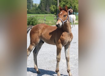 Knabstrupper, Hengst, Veulen (06/2025), 157 cm, Bruin