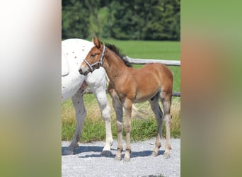 Knabstrupper, Hengst, Veulen (06/2025), 157 cm, Bruin