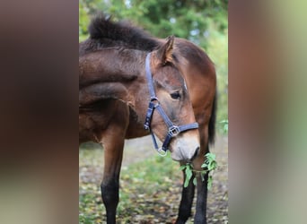 Knabstrupper, Hengst, Veulen (06/2025), 157 cm, Bruin