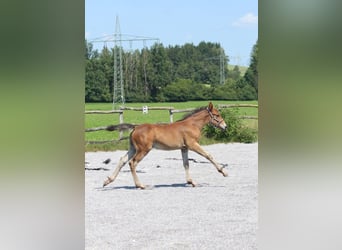 Knabstrupper, Hengst, Veulen (06/2025), 157 cm, Bruin
