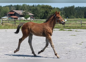 Knabstrupper, Hengst, Veulen (06/2025), 157 cm, Bruin