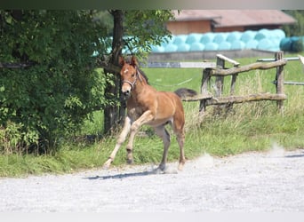 Knabstrupper, Hengst, Veulen (06/2025), 157 cm, Bruin