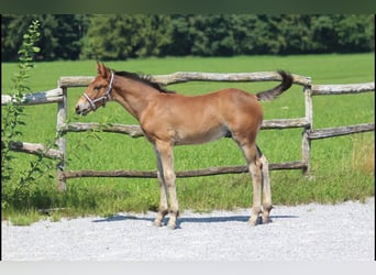 Knabstrupper, Hengst, Veulen (06/2025), 157 cm, Bruin