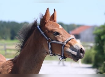 Knabstrupper, Hengst, Veulen (06/2025), 157 cm, Bruin