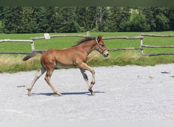 Knabstrupper, Hengst, Veulen (06/2025), 157 cm, Bruin