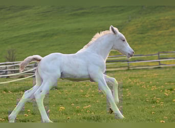 Knabstrupper, Hengst, , 160 cm, Appaloosa