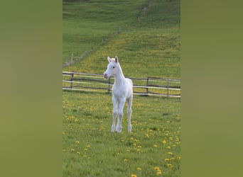 Knabstrupper, Hengst, , 160 cm, Appaloosa