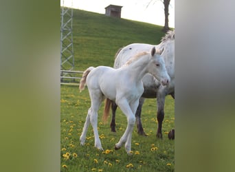 Knabstrupper, Hengst, , 160 cm, Appaloosa