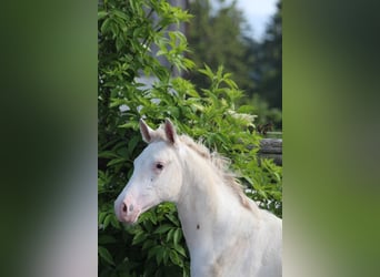 Knabstrupper, Hengst, , 160 cm, Appaloosa
