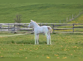Knabstrupper, Hengst, , 160 cm, Appaloosa