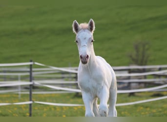 Knabstrupper, Hengst, , 160 cm, Appaloosa