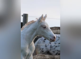 Knabstrupper, Hengst, , 160 cm, Appaloosa