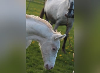 Knabstrupper, Hengst, , 160 cm, Appaloosa