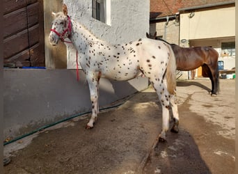 Knabstrupper, Hengst, veulen (04/2023), 168 cm, Appaloosa