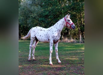 Knabstrupper, Hengst, veulen (04/2023), 168 cm, Appaloosa