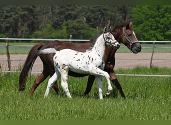 Knabstrupper, Hengst, veulen (05/2023), Appaloosa