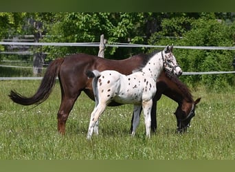Knabstrupper, Hengst, veulen (05/2023), Appaloosa