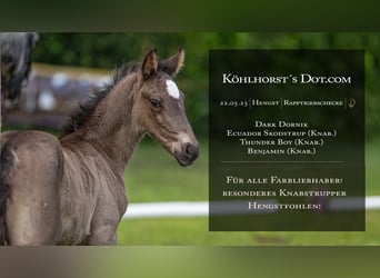 Knabstrupper, Hengst, , Appaloosa