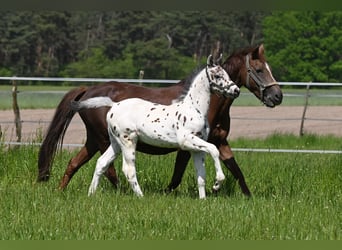 Knabstrupper, Hingst, 1 år, 150 cm, Leopard-Piebald