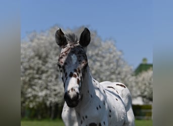 Knabstrupper, Hingst, 1 år, 150 cm, Leopard-Piebald