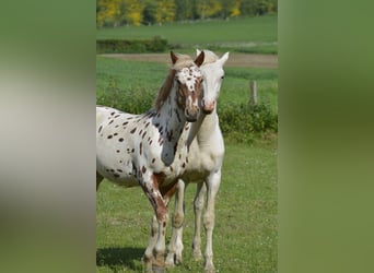 Knabstrupper Blandning, Hingst, 1 år, 158 cm, Leopard-Piebald