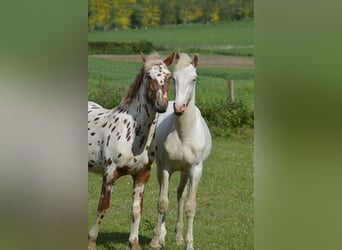 Knabstrupper Blandning, Hingst, 1 år, 160 cm, Vit