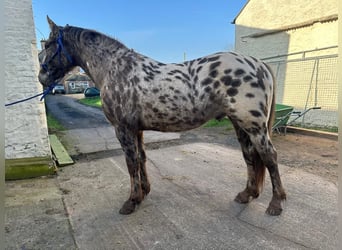 Knabstrupper, Hingst, 3 år, Rödskimmel