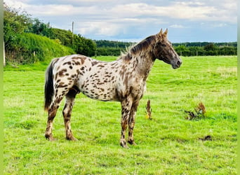 Knabstrupper, Hingst, 3 år, Rödskimmel