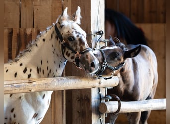 Knabstrupper, Hingst, Föl (06/2023), 150 cm, Leopard-Piebald
