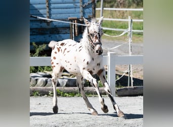 Knabstrupper, Hingst, Föl (06/2023), 150 cm, Leopard-Piebald