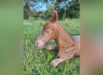 Knabstrupper Blandning, Hingst, Föl (07/2024), 155 cm, Champagne