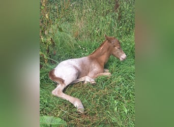 Knabstrupper Blandning, Hingst, Föl (07/2024), 155 cm, Champagne