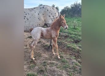 Knabstrupper Blandning, Hingst, Föl (07/2024), 155 cm, Champagne