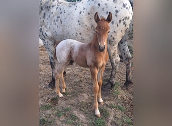 Knabstrupper Blandning, Hingst, Föl (07/2024), 155 cm, Champagne