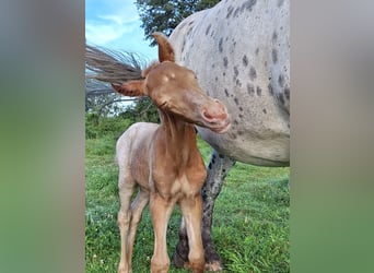 Knabstrupper Blandning, Hingst, Föl (07/2024), 155 cm, Champagne