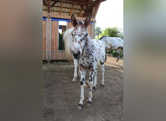 Knabstrupper, Hingst, Föl (06/2024), 155 cm, Leopard-Piebald