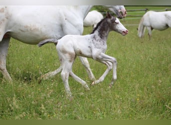 Knabstrupper, Hingst, Föl (06/2024), 157 cm, Leopard-Piebald