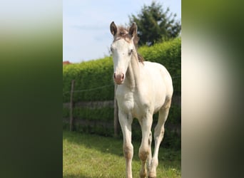 Knabstrupper, Hingst, Föl (06/2024), 157 cm, Leopard-Piebald