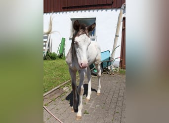 Knabstrupper, Hingst, Föl (06/2024), 157 cm, Leopard-Piebald