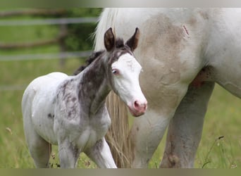 Knabstrupper, Hingst, Föl (06/2024), 157 cm, Leopard-Piebald