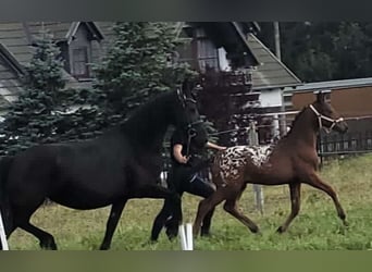 Knabstrupper, Hingst, Föl (06/2024), 168 cm, Leopard-Piebald