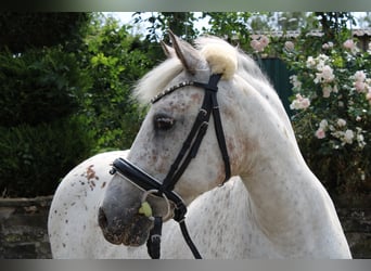 Knabstrupper Mix, Merrie, 11 Jaar, 135 cm